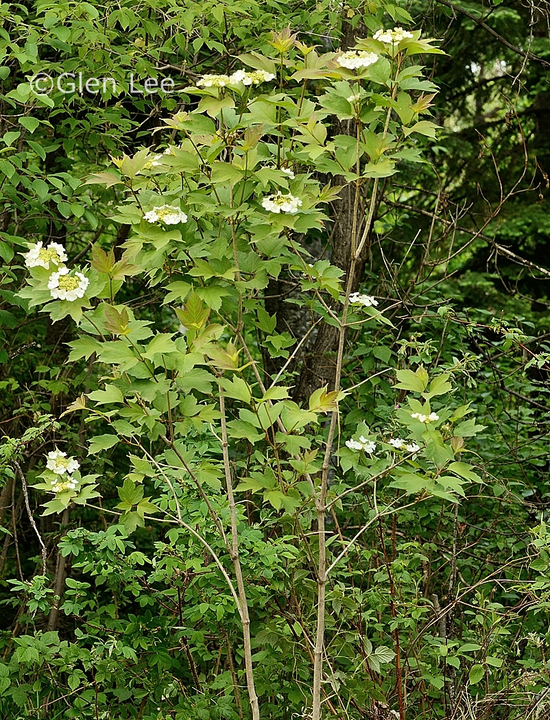 Viburnum opulus var. americanum photos Saskatchewan Wildflowers